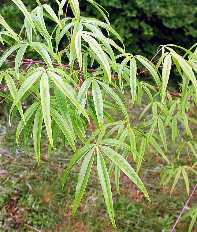 Rare Acer Pentaphyllum