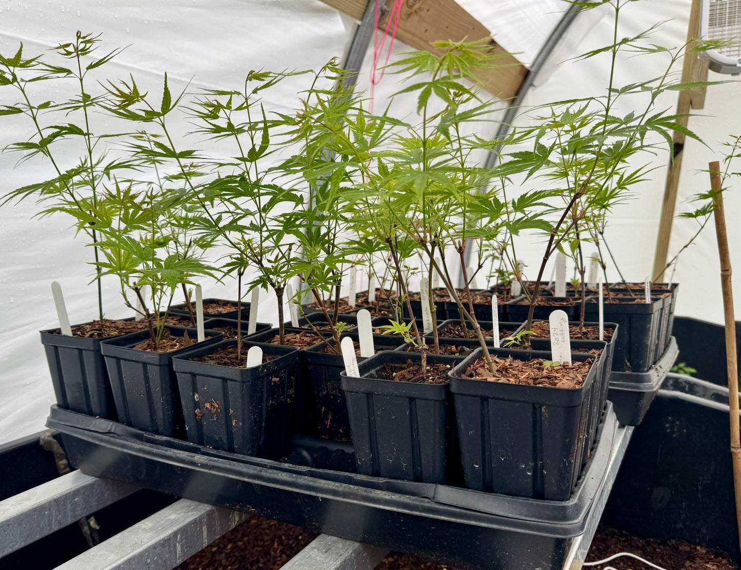 'Arakawa' Japanese Maple - Cutting Grown