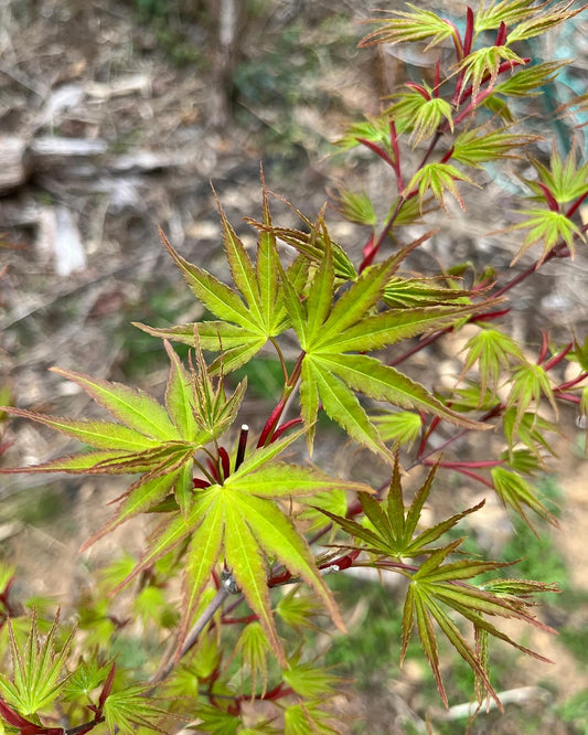 Grafted Japanese Maples (various cultivars)