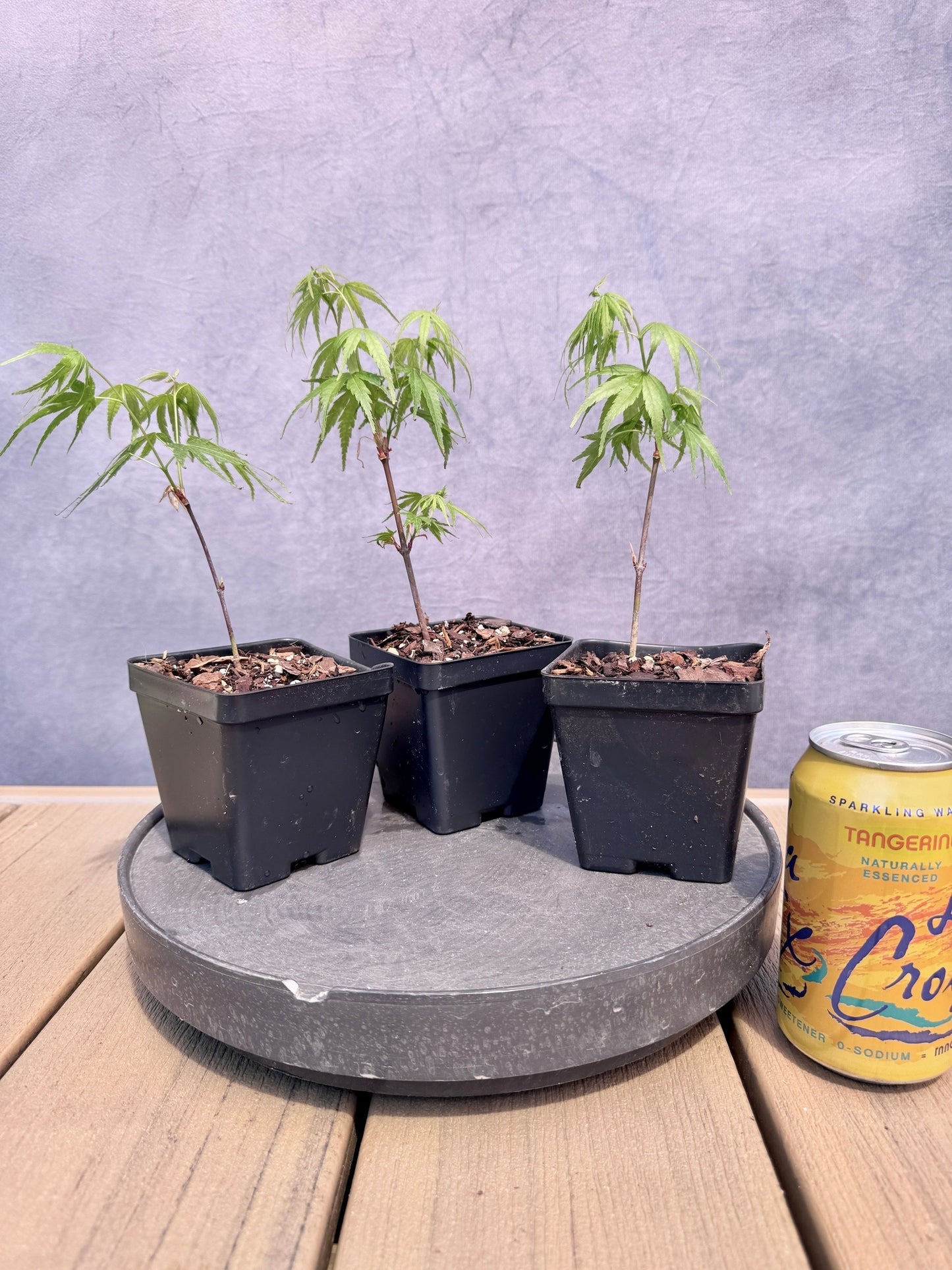 'Arakawa' Japanese Maple - Cutting Grown