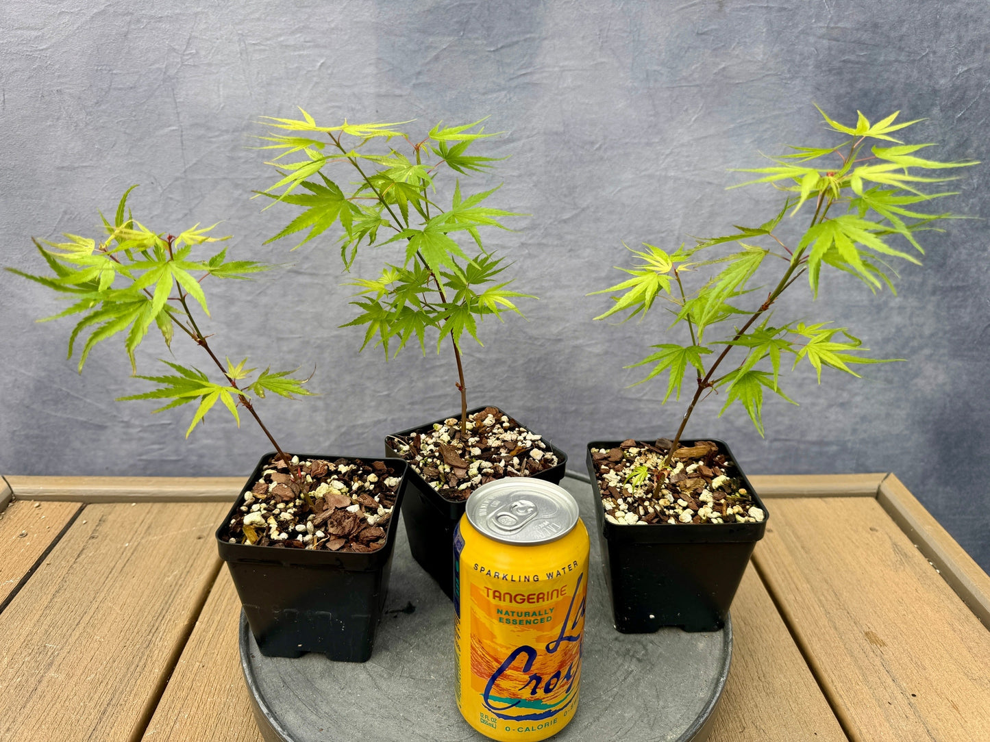 'Arakawa' Japanese Maple - Cutting Grown