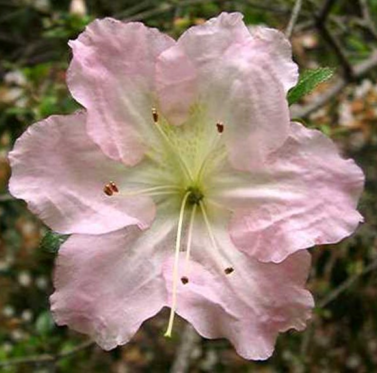 Satsuki Azalea (various cultivars)