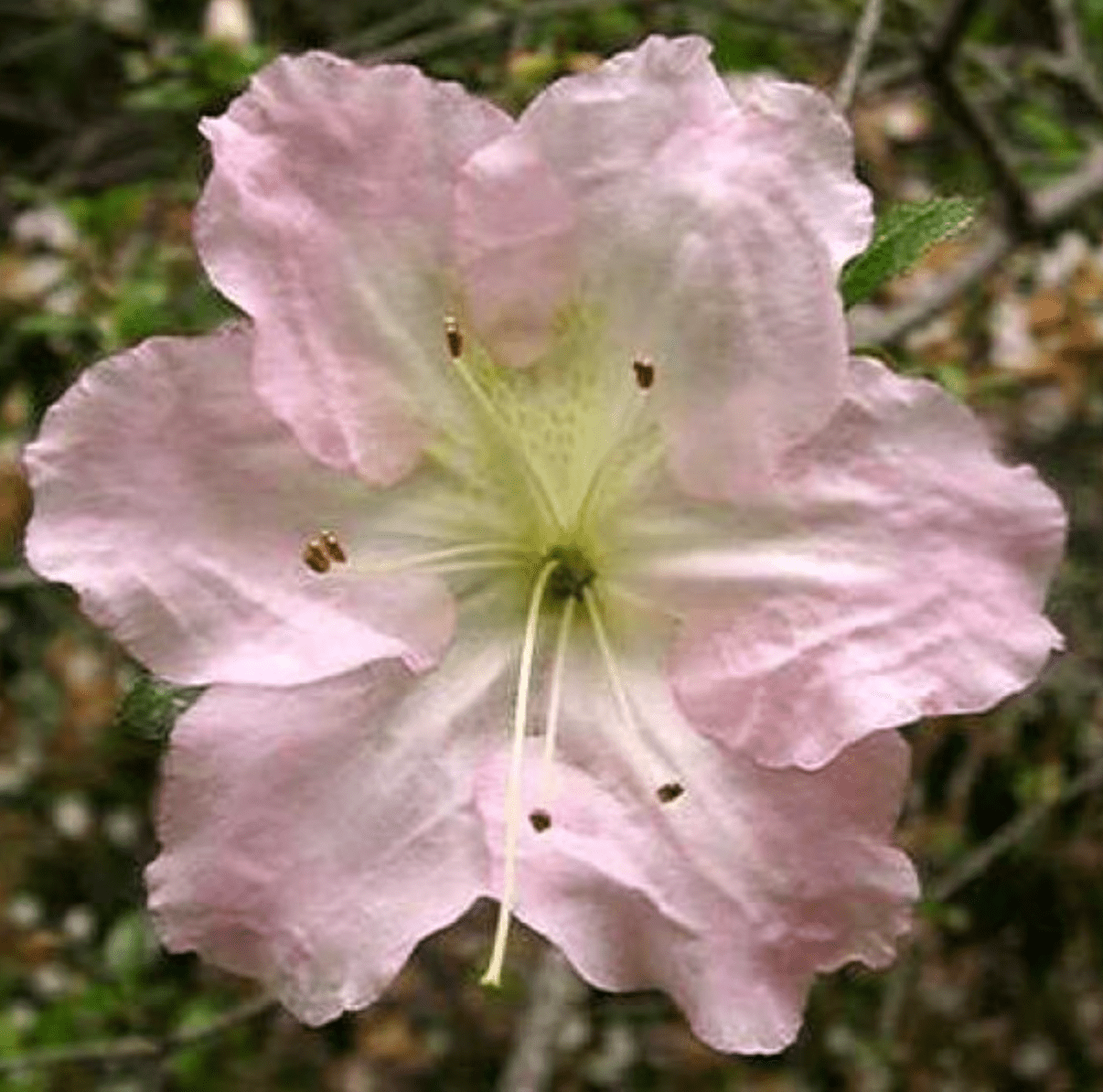 Satsuki Azalea (various cultivars)