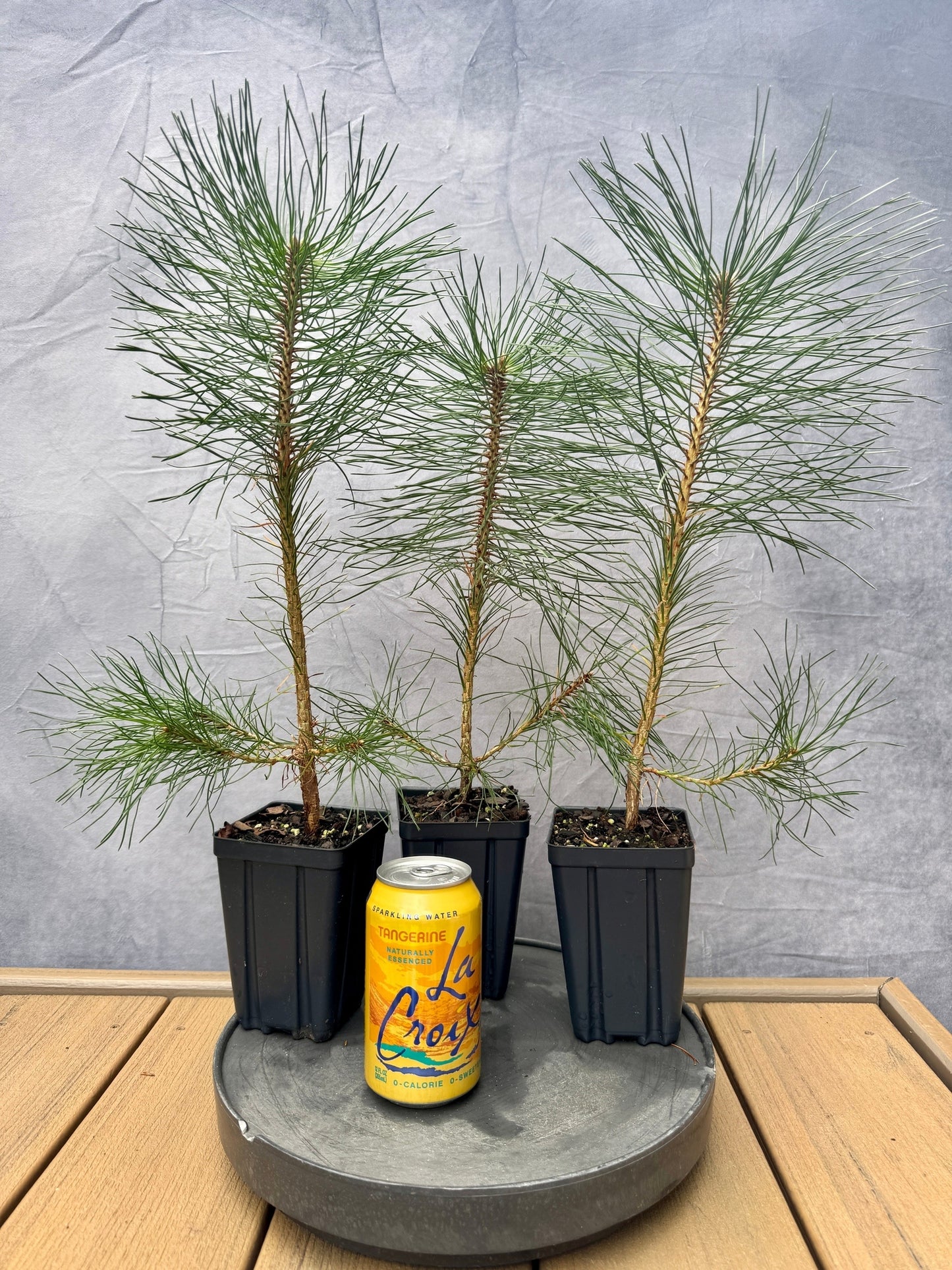 Austrian Black Pine