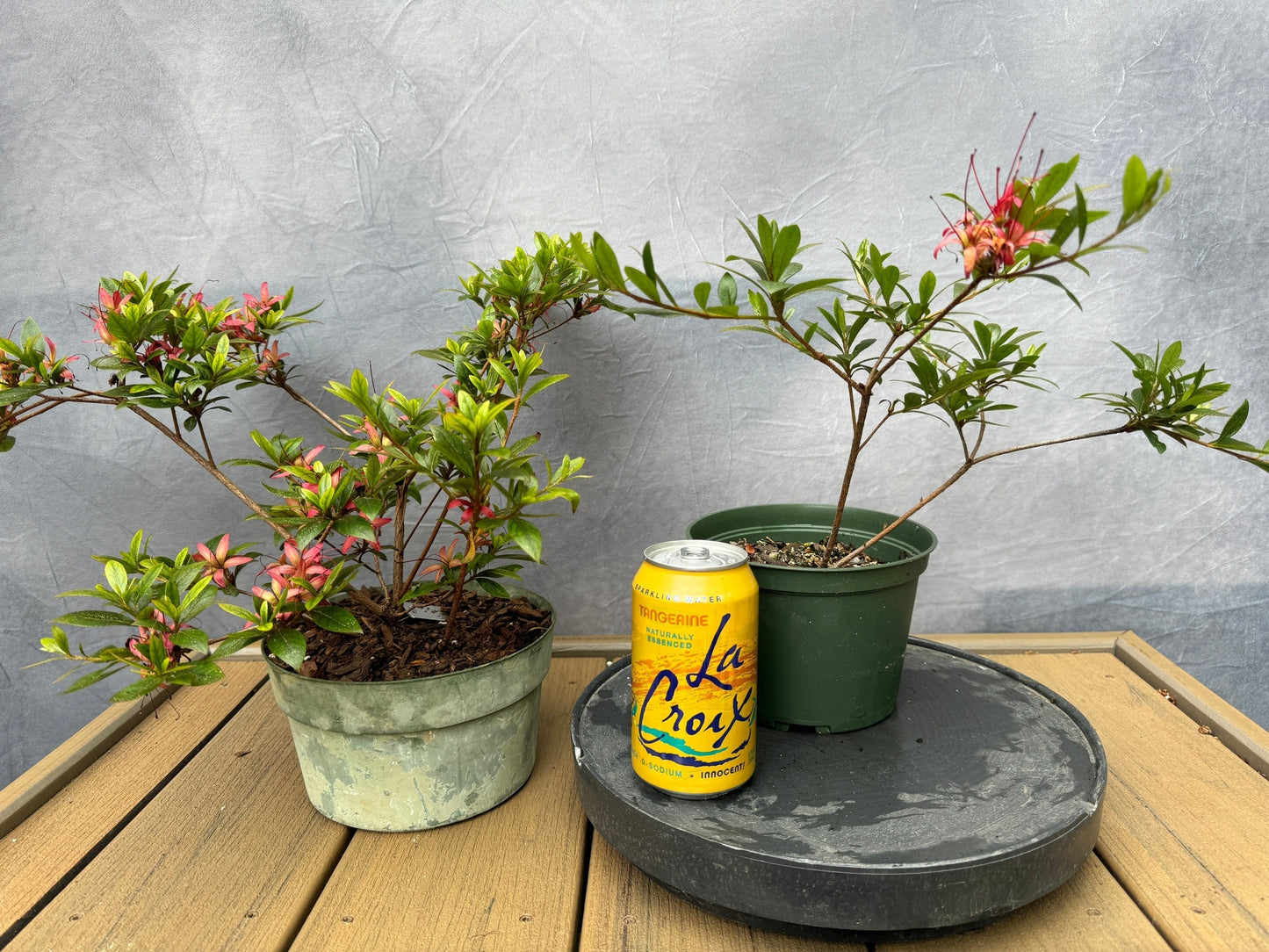 Satsuki Azalea (various cultivars)