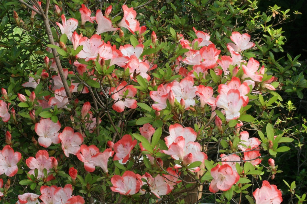 Satsuki Azalea (various cultivars)