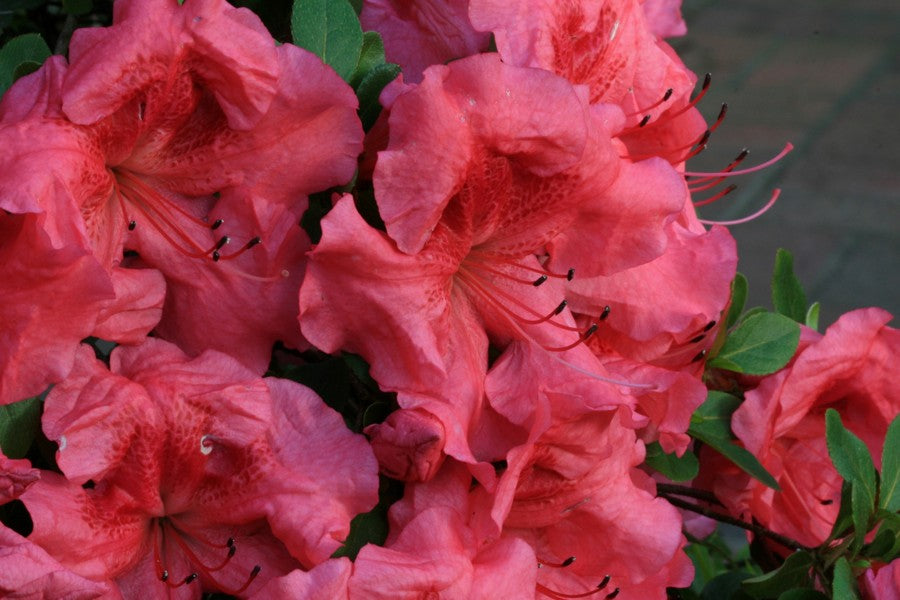 Satsuki Azalea (various cultivars)