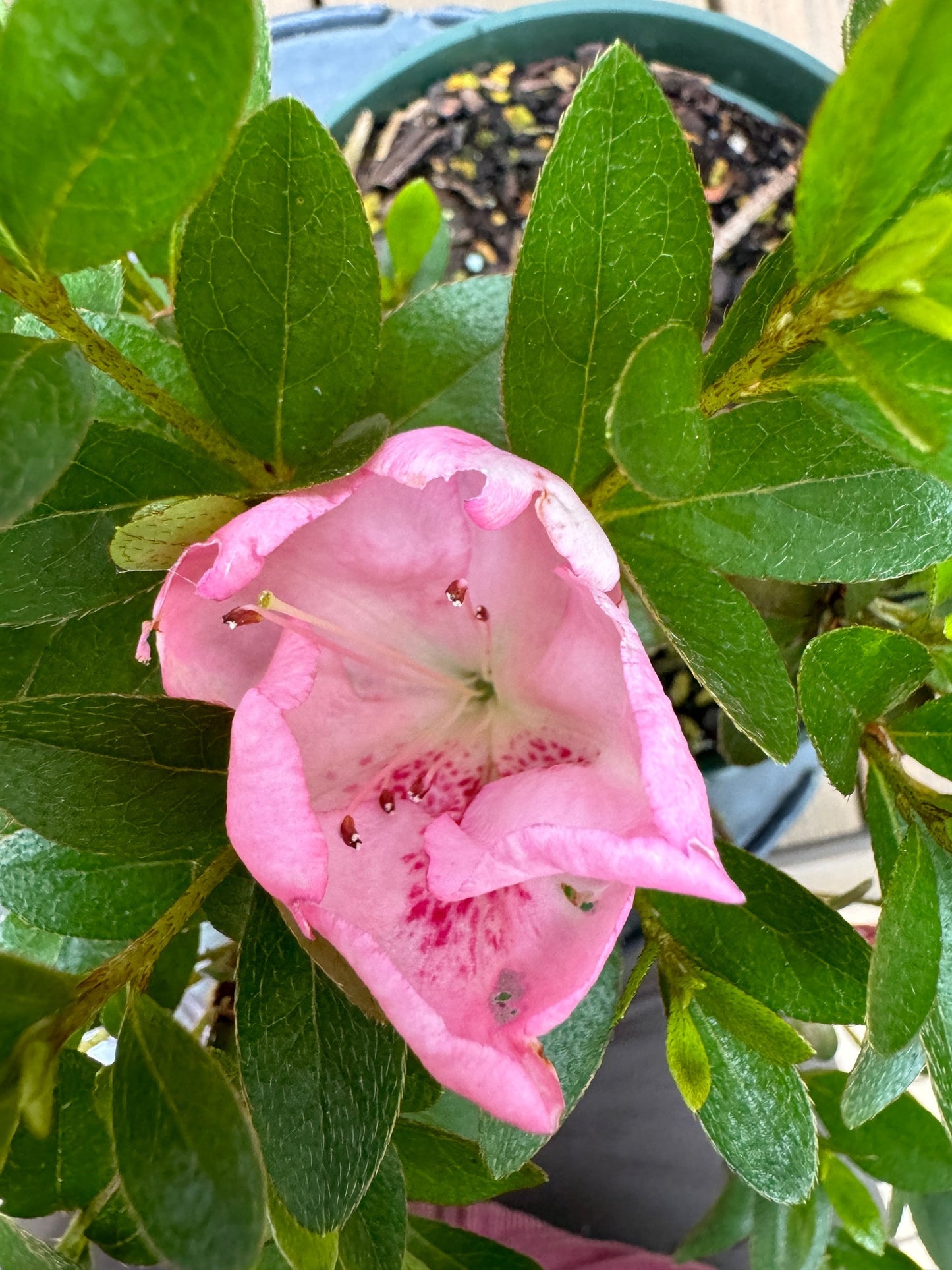 Satsuki Azalea (various cultivars)