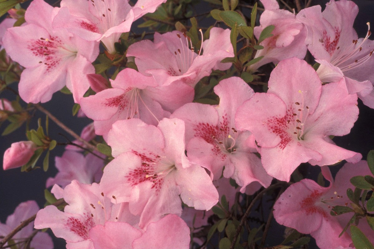 Satsuki Azalea (various cultivars)