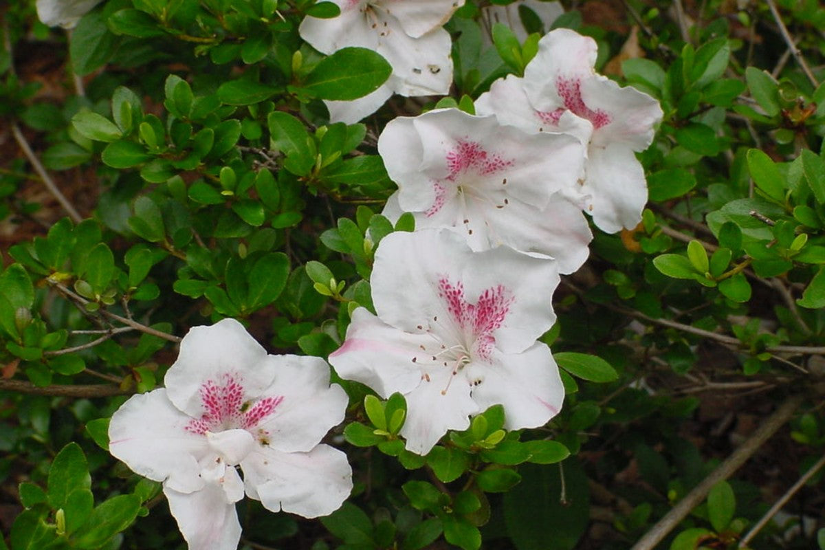 Satsuki Azalea (various cultivars)