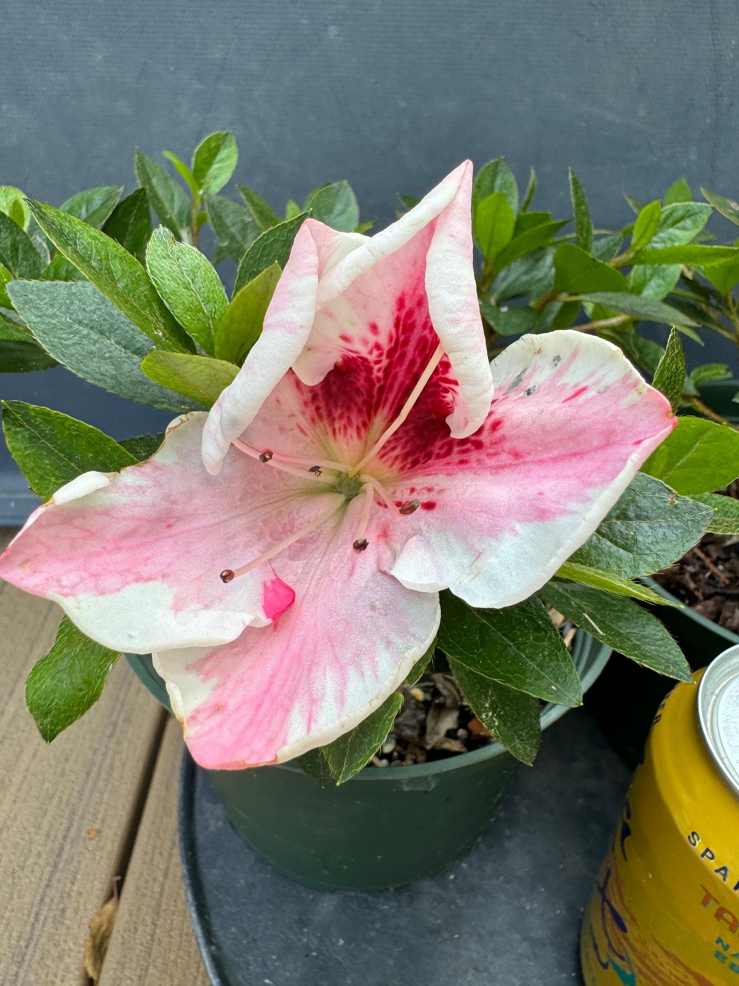 Satsuki Azalea (various cultivars)