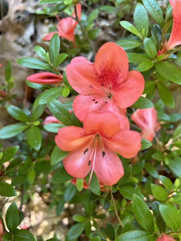 Satsuki Azalea (various cultivars)