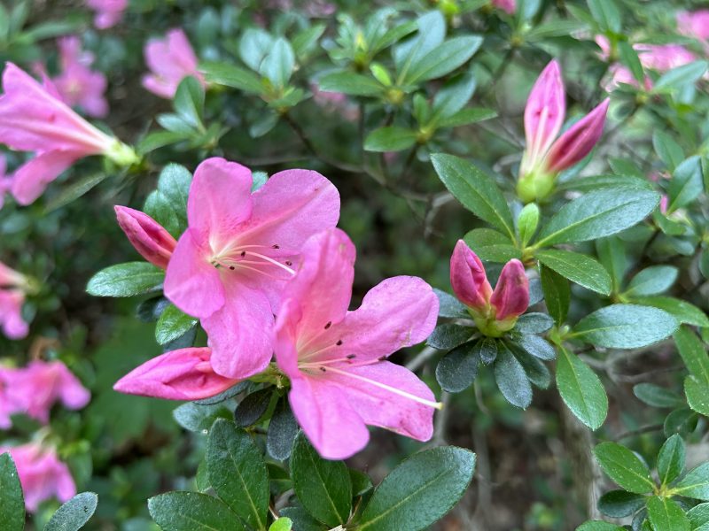 Satsuki Azalea (various cultivars)