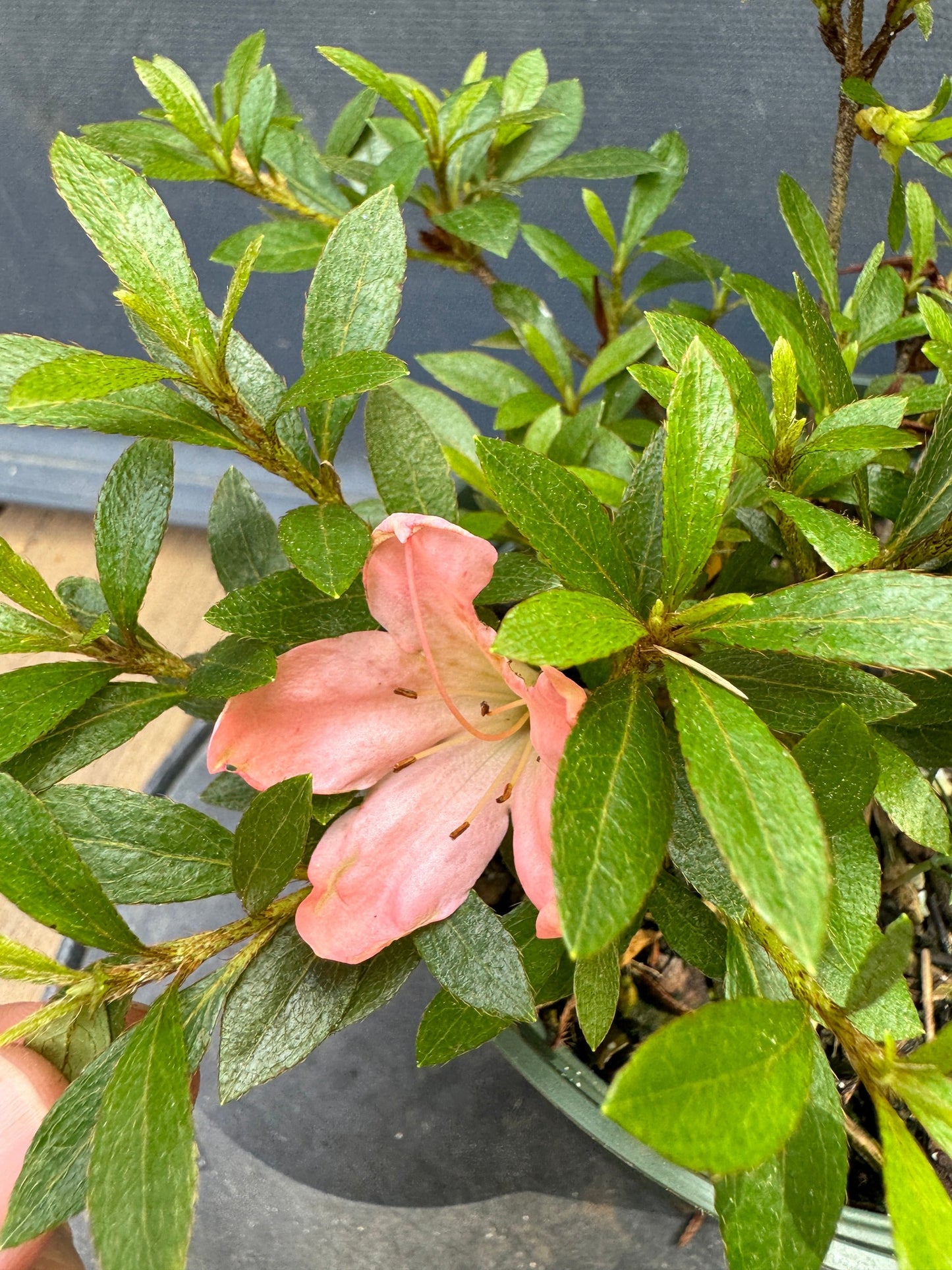 Satsuki Azalea (various cultivars)