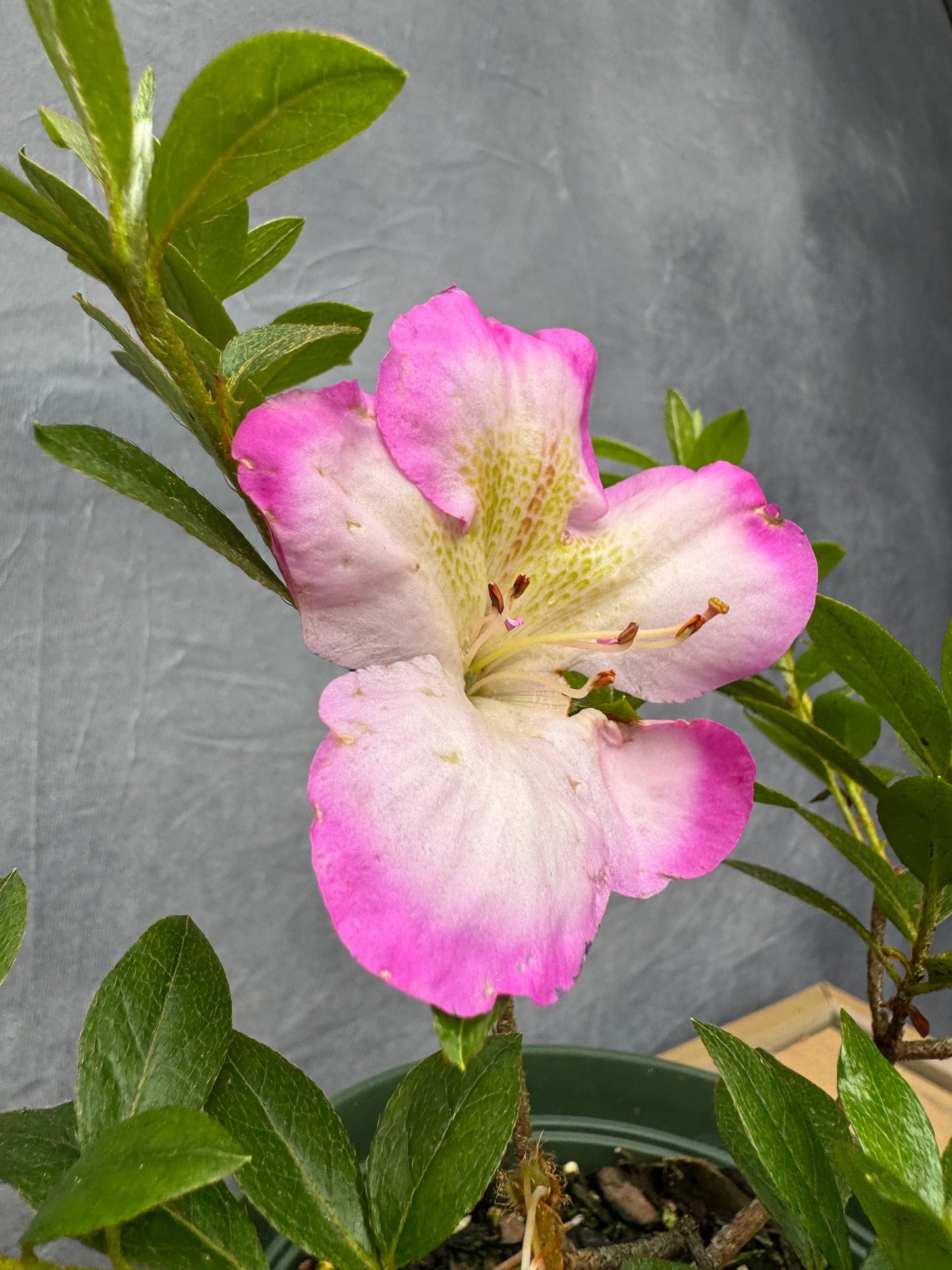 Satsuki Azalea (various cultivars)