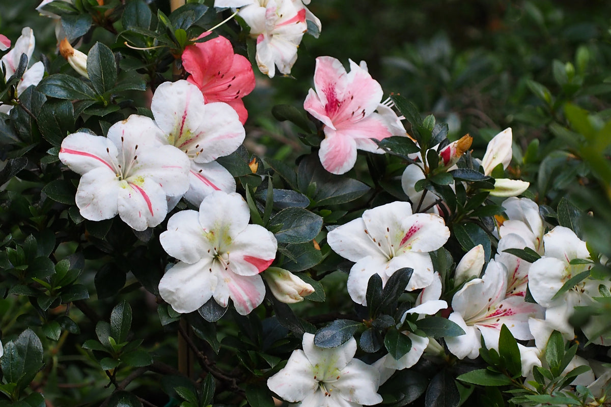 Satsuki Azalea (various cultivars)