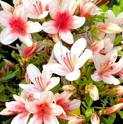 Satsuki Azalea (various cultivars)