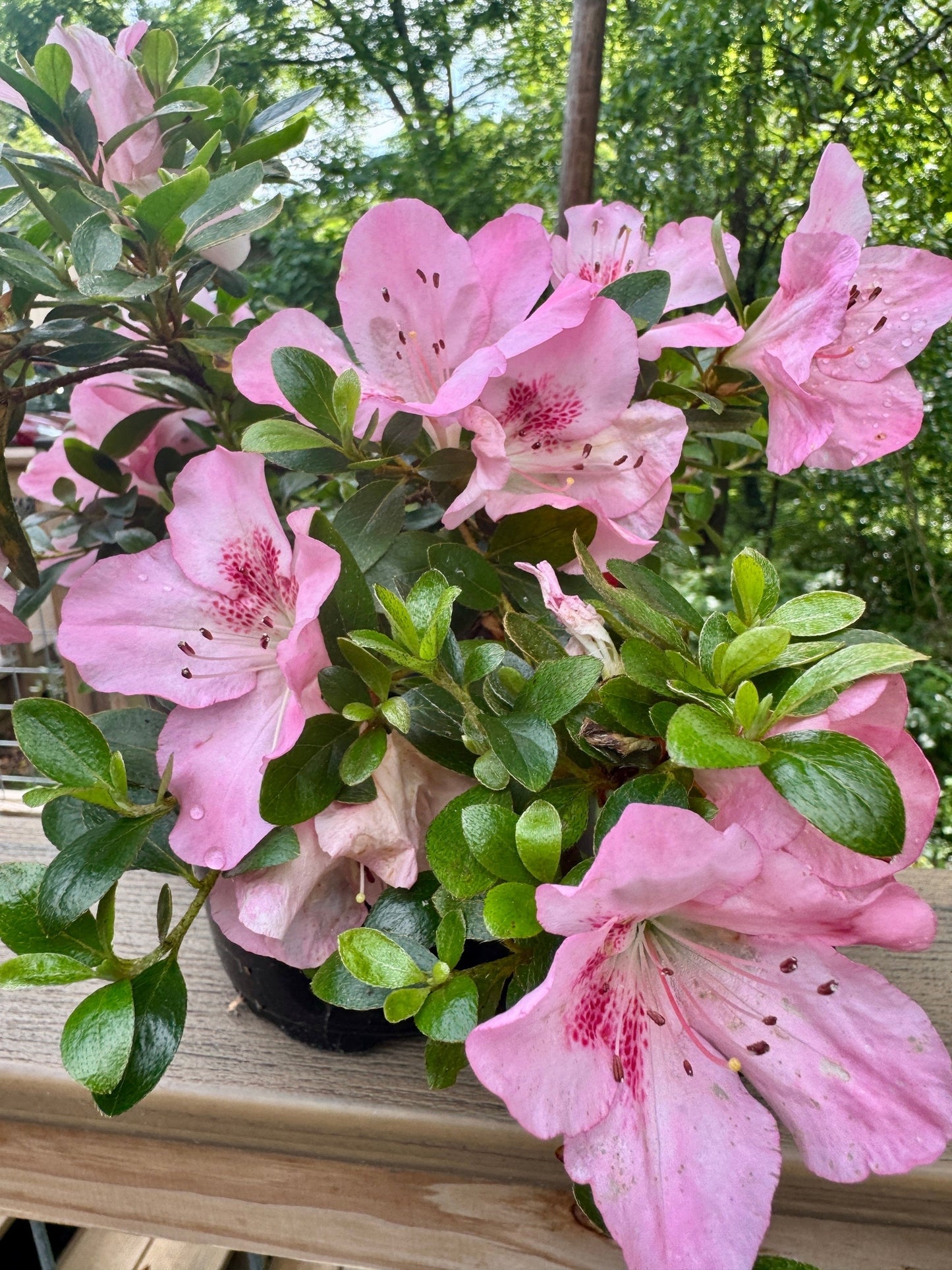 Satsuki Azalea (various cultivars)