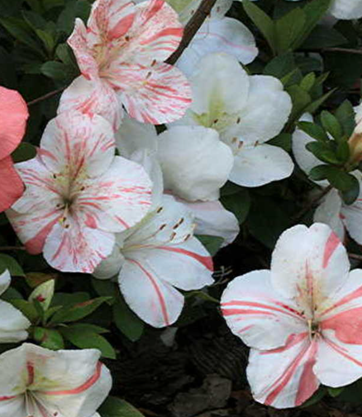 Satsuki Azalea (various cultivars)
