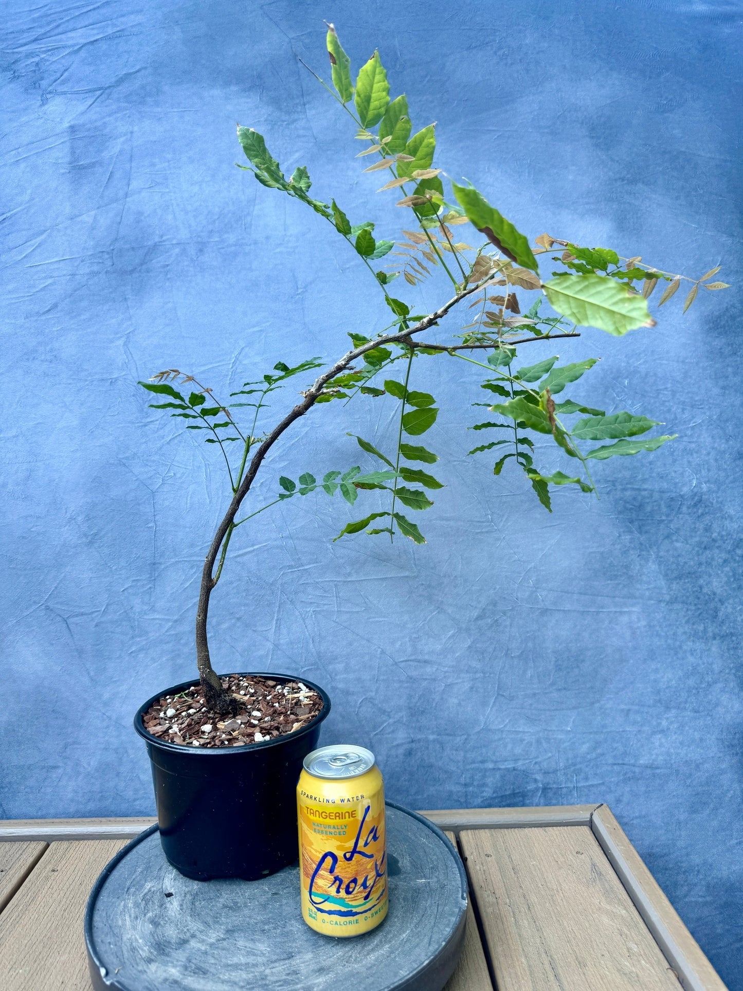 Chinese Wisteria