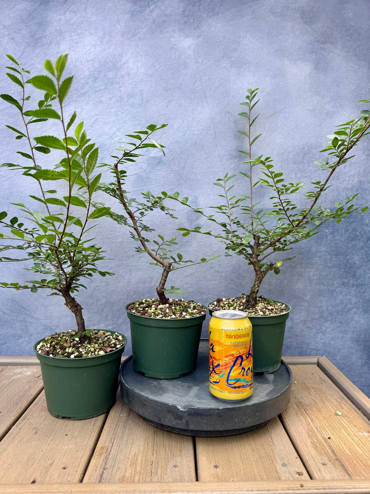 Corkbark Elm
