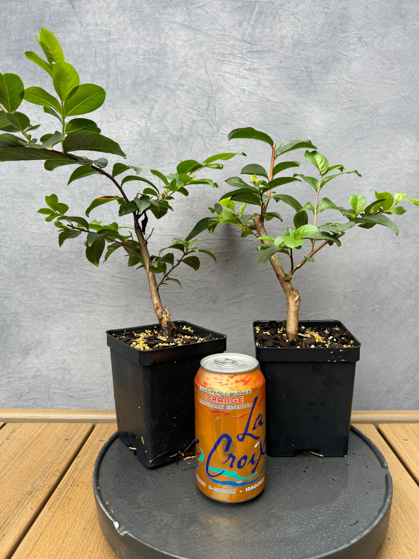 Crape Myrtle