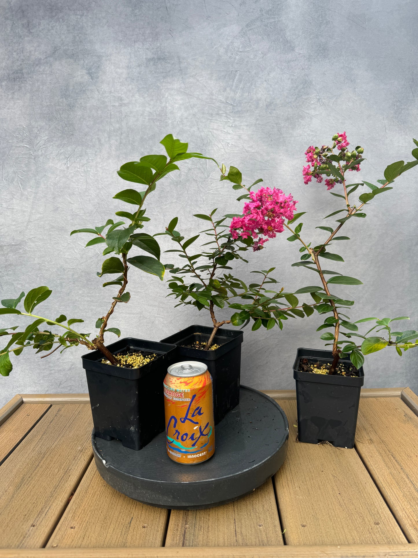 Crape Myrtle
