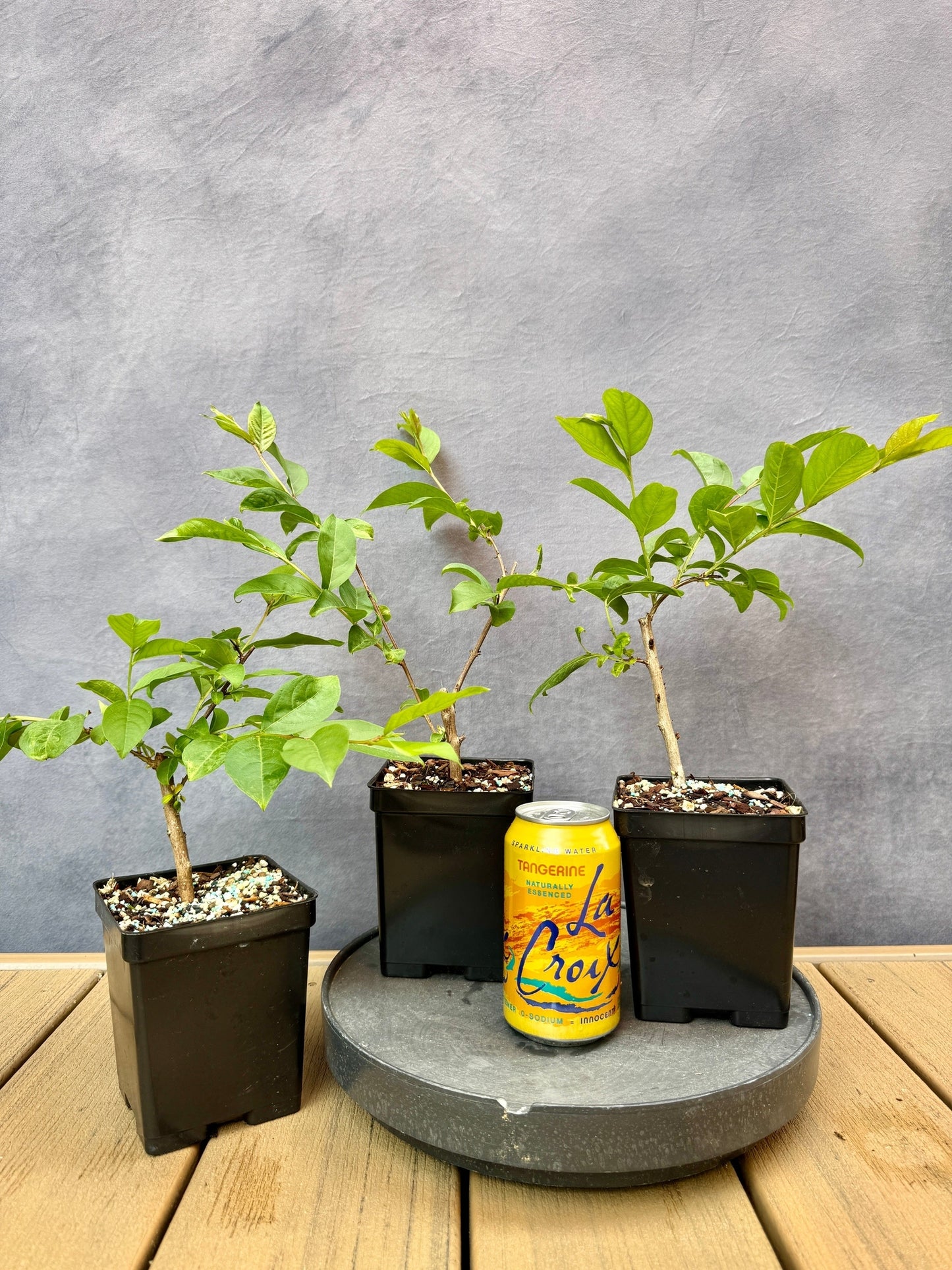 Crape Myrtle