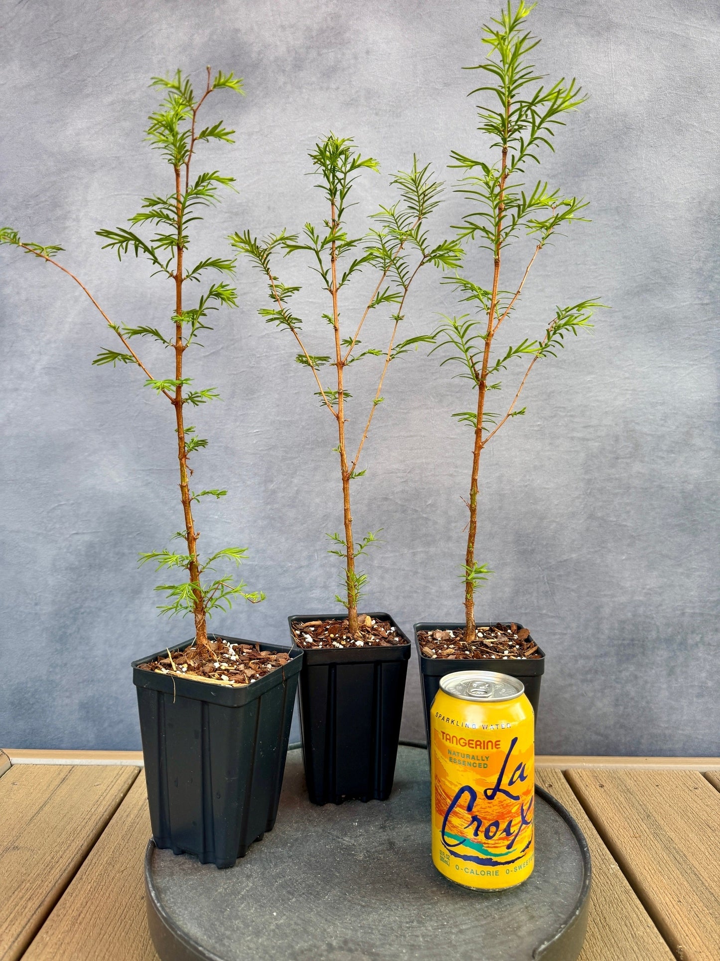 Dawn Redwood