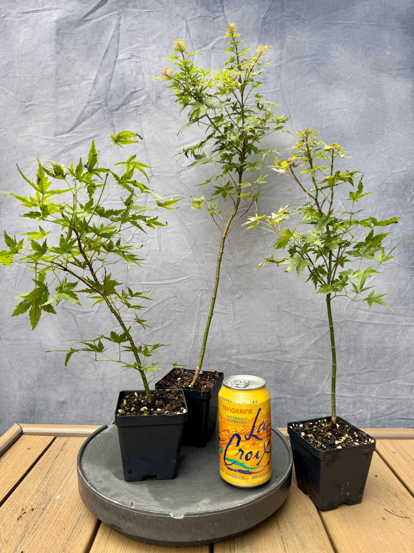 Dwarf Japanese Maple