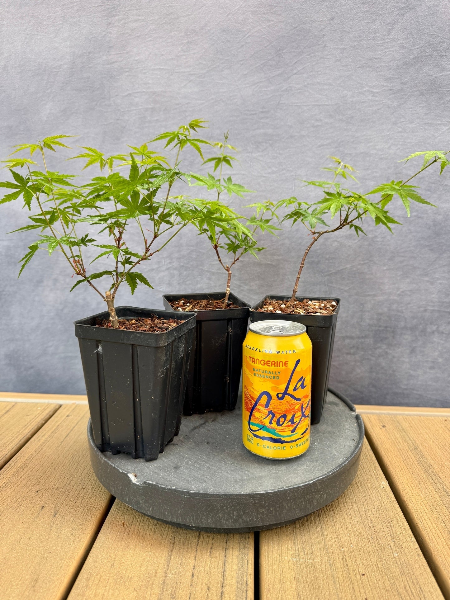 Dwarf Japanese Maple