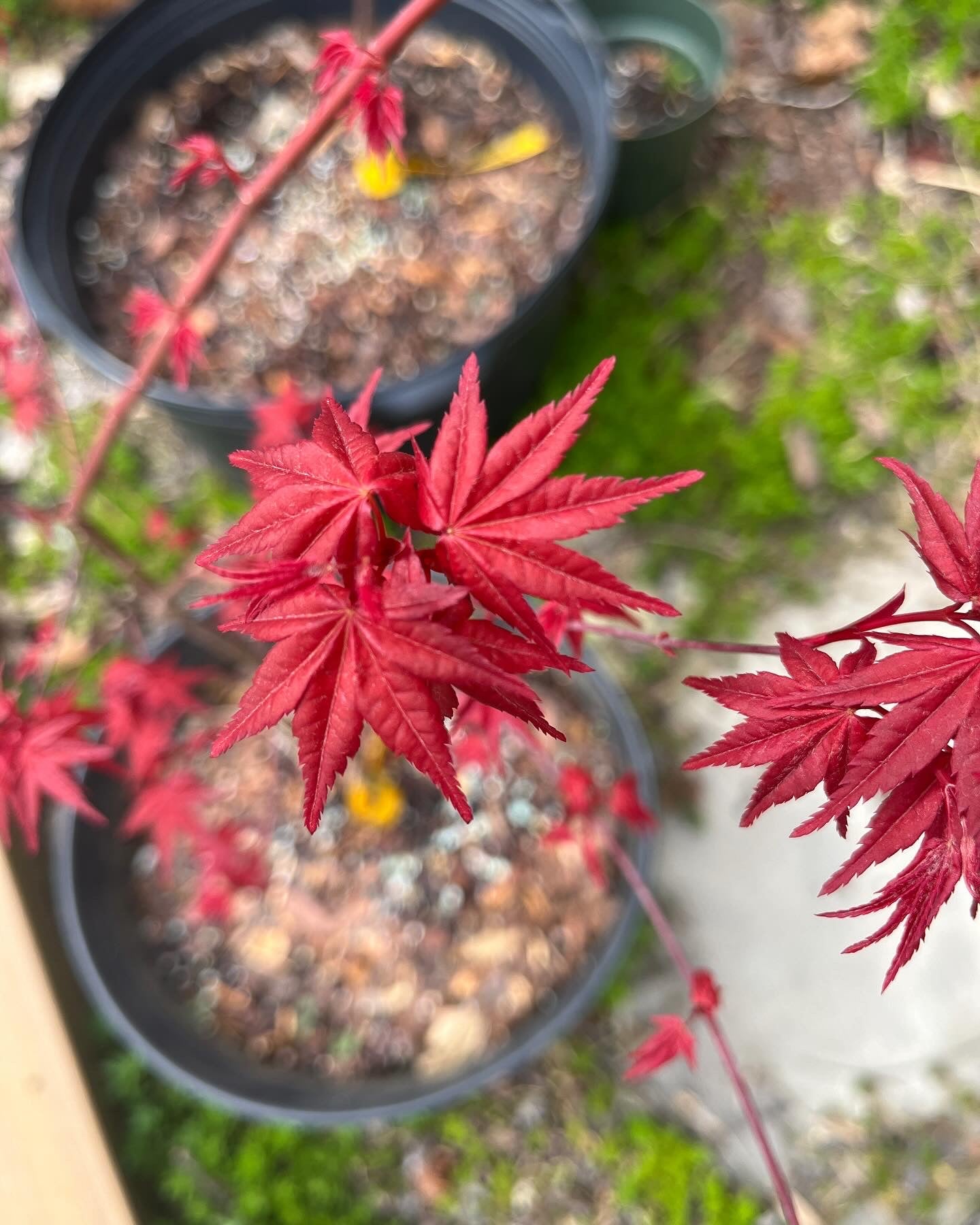 Grafted Japanese Maples (various cultivars)