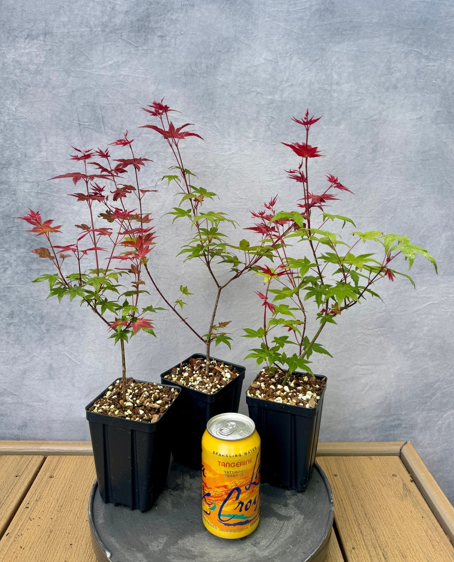 'Deshojo' Japanese Maple - Cutting Grown