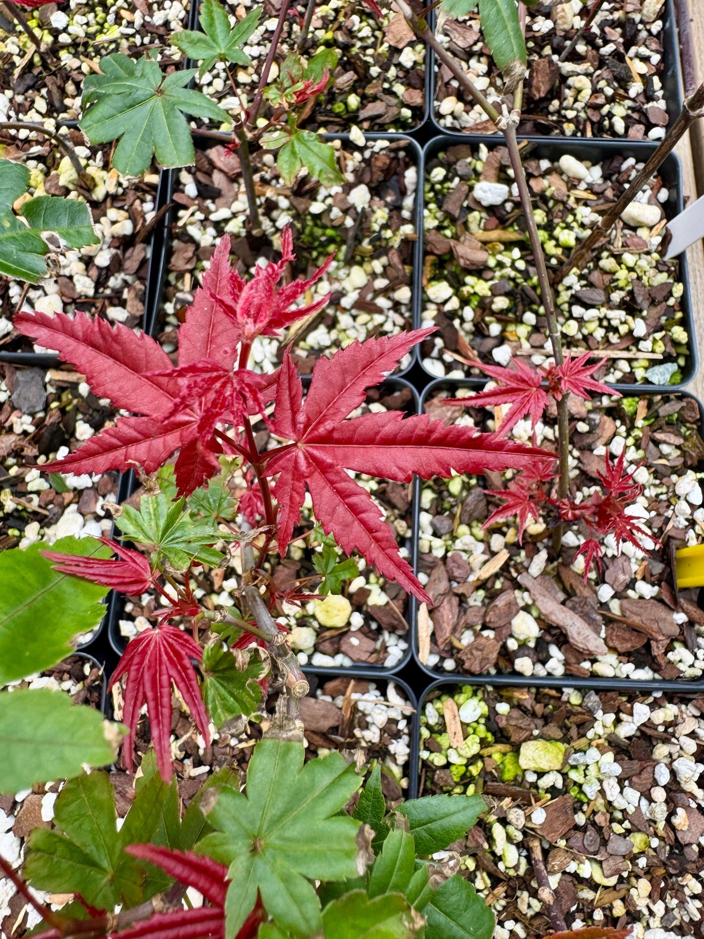 'Deshojo' Japanese Maple - Cutting Grown