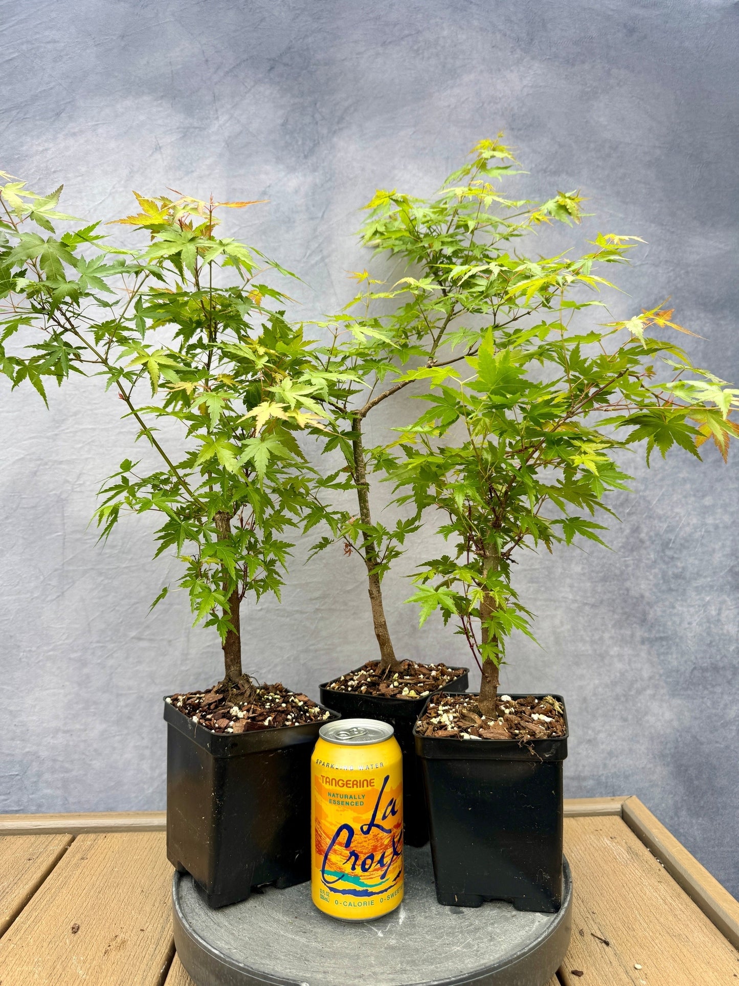 Dwarf Japanese Maple