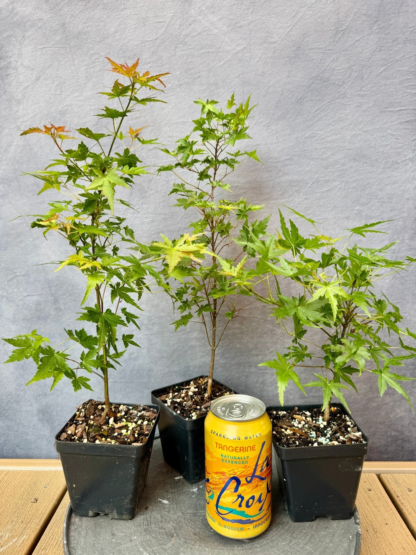 Dwarf Japanese Maple