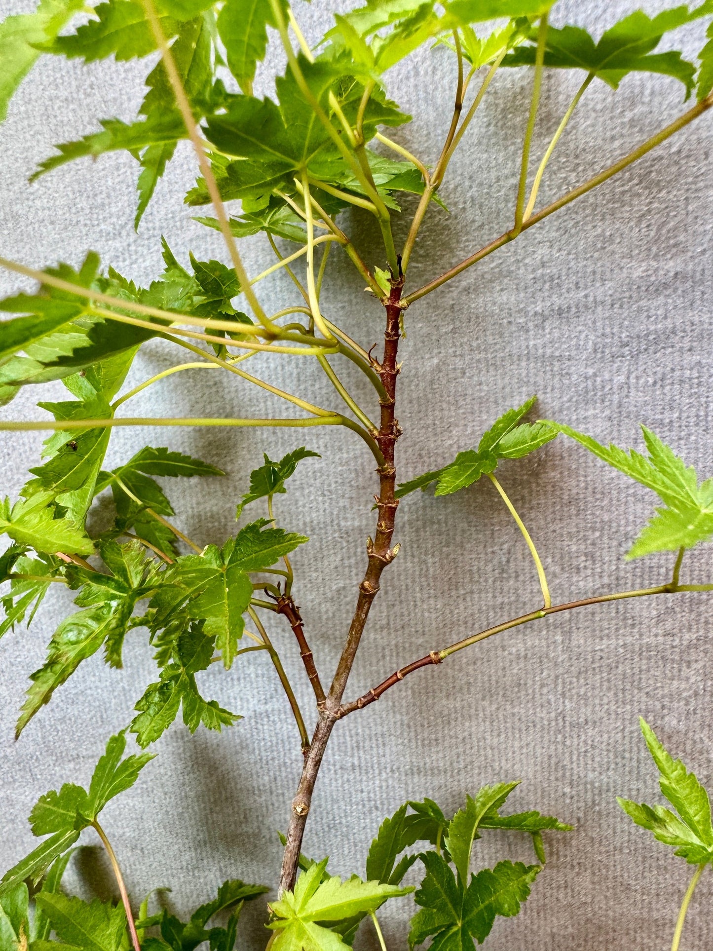 Dwarf Japanese Maple