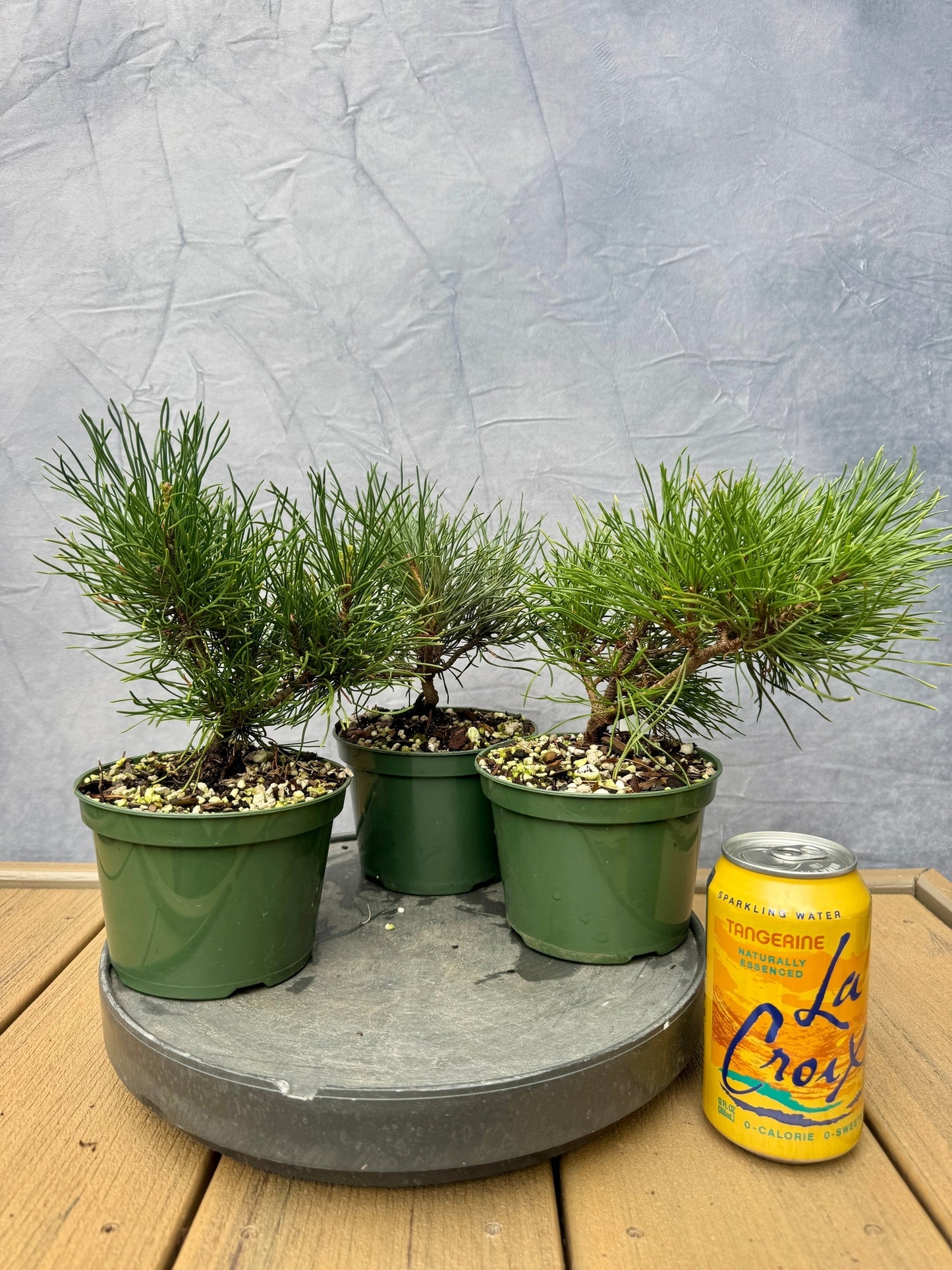 Dwarf Mugo Pine