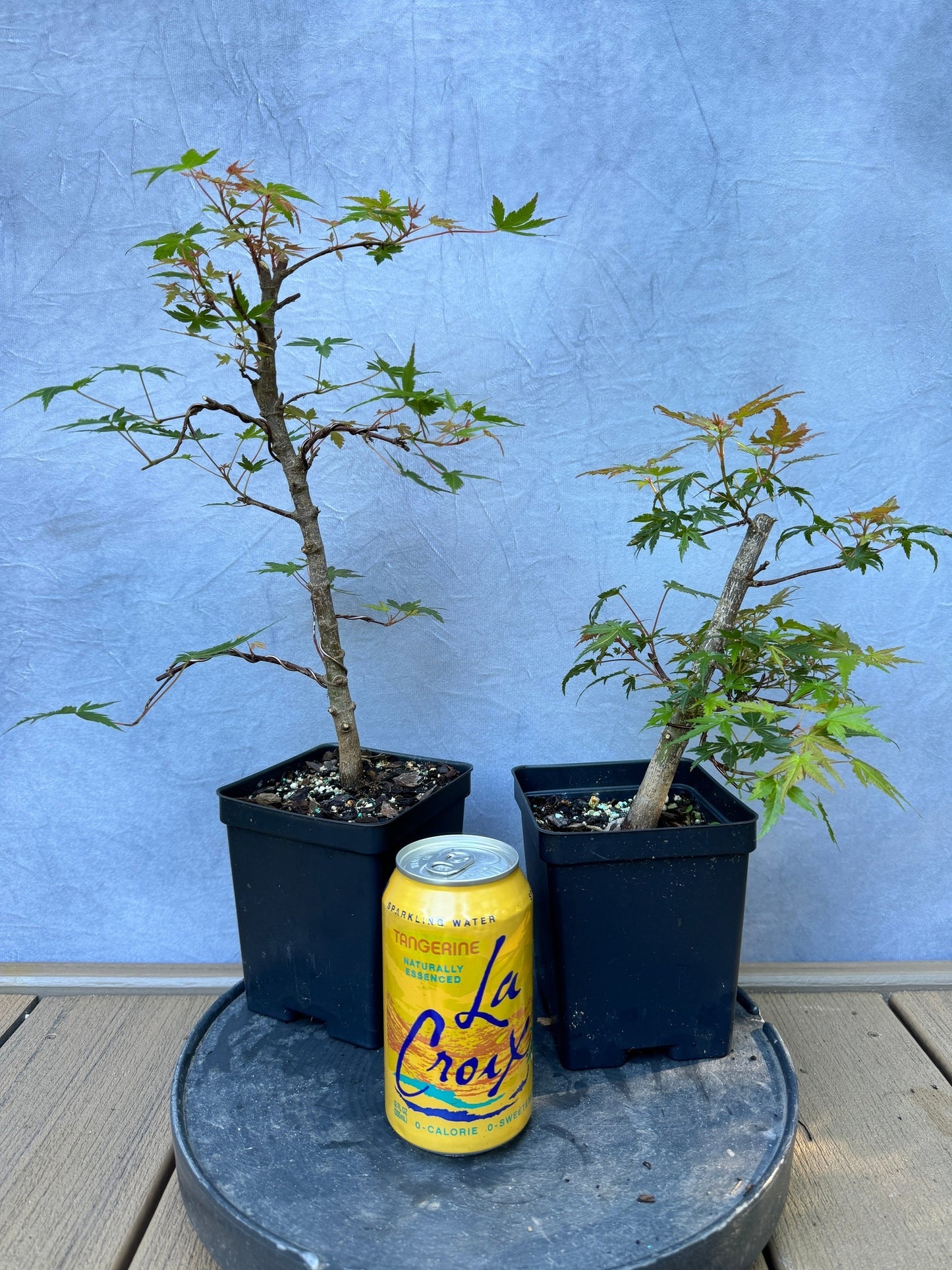 Dwarf Japanese Maple