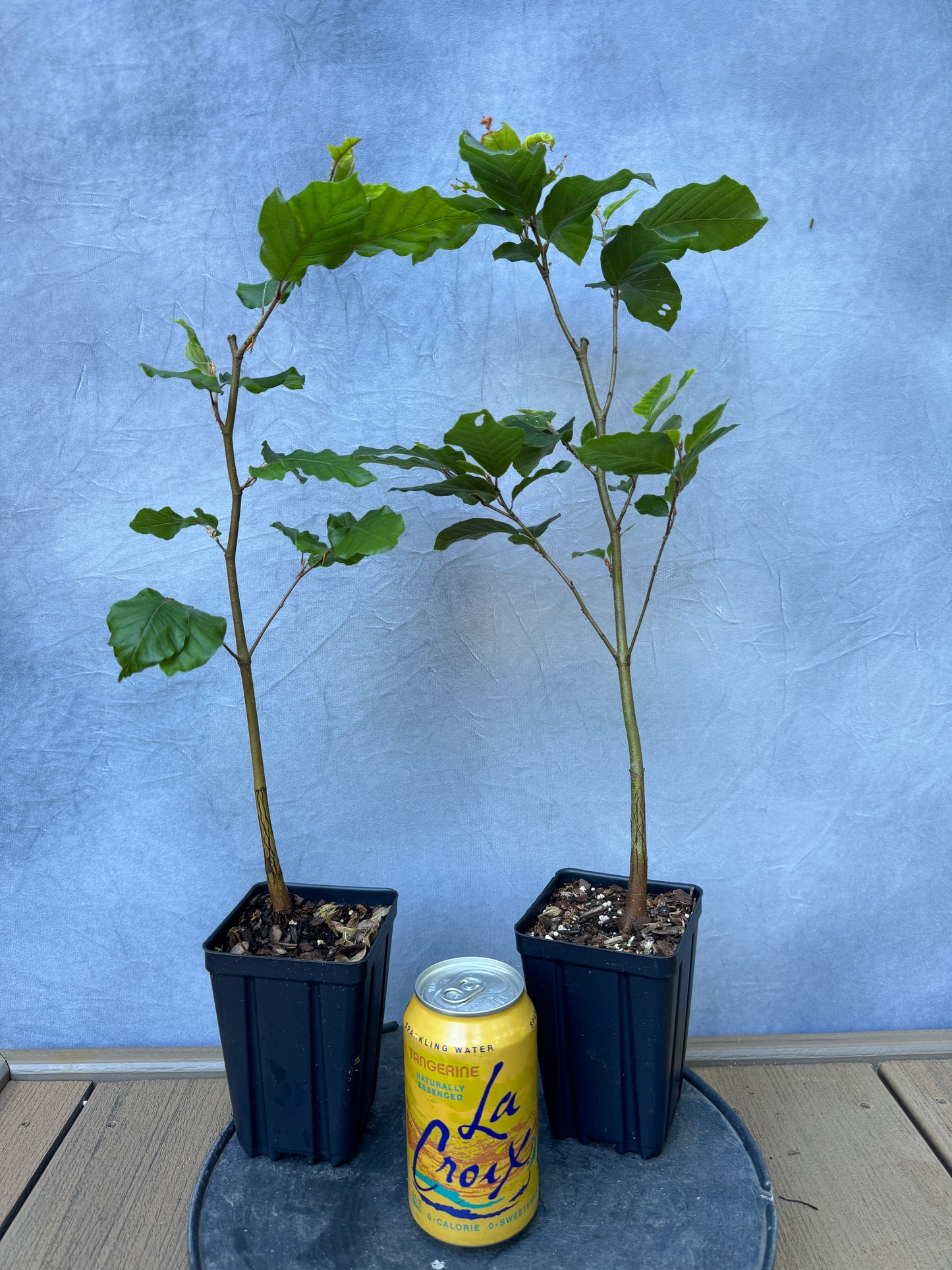 European Beech