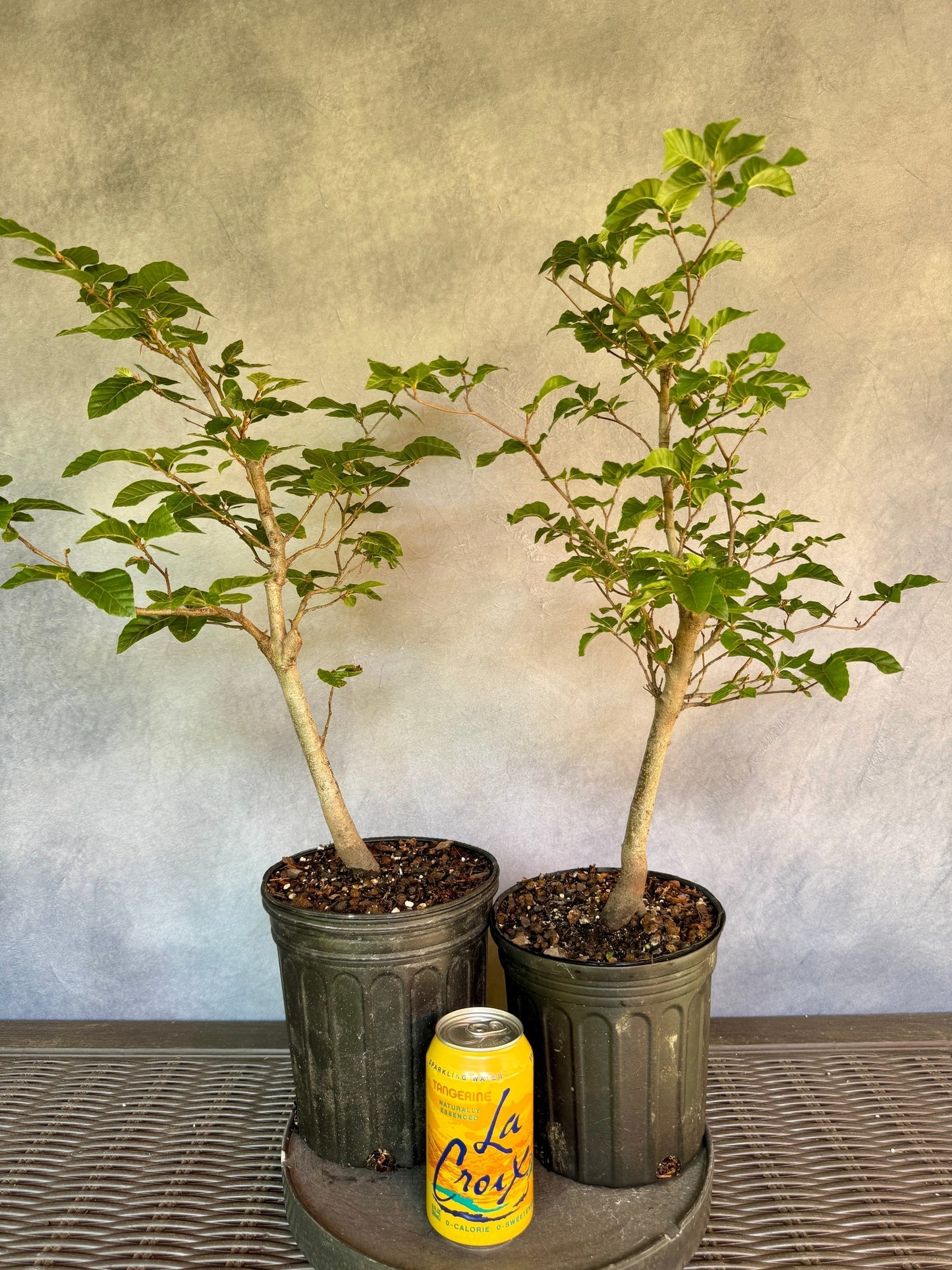 European Beech