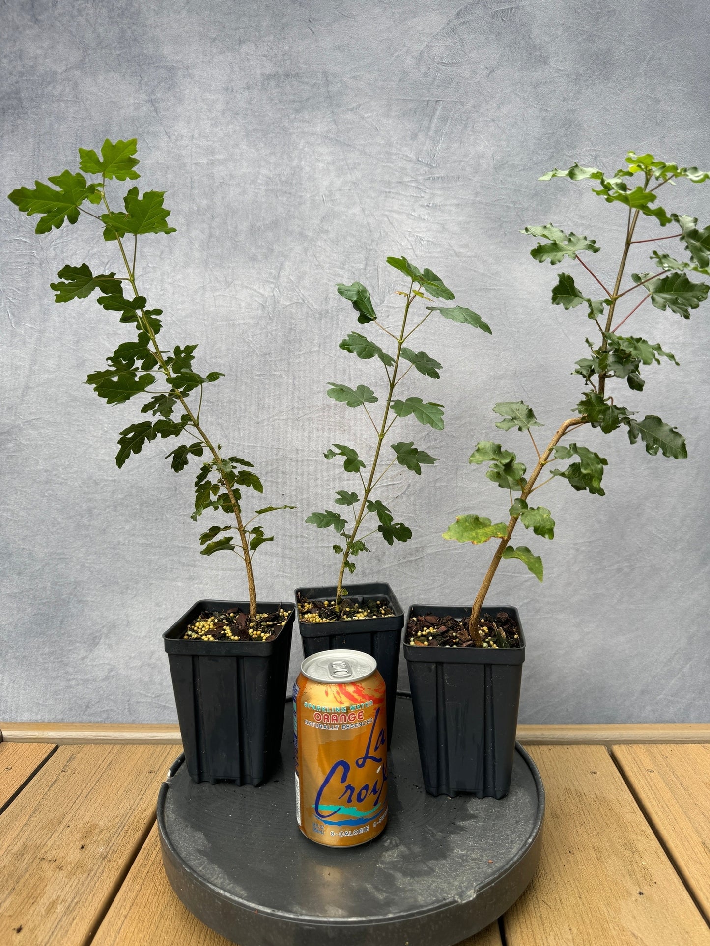 Field Maple