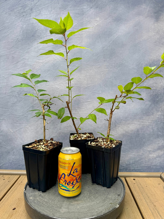 Rosebud Cherry 'Autumnalis Rosea'