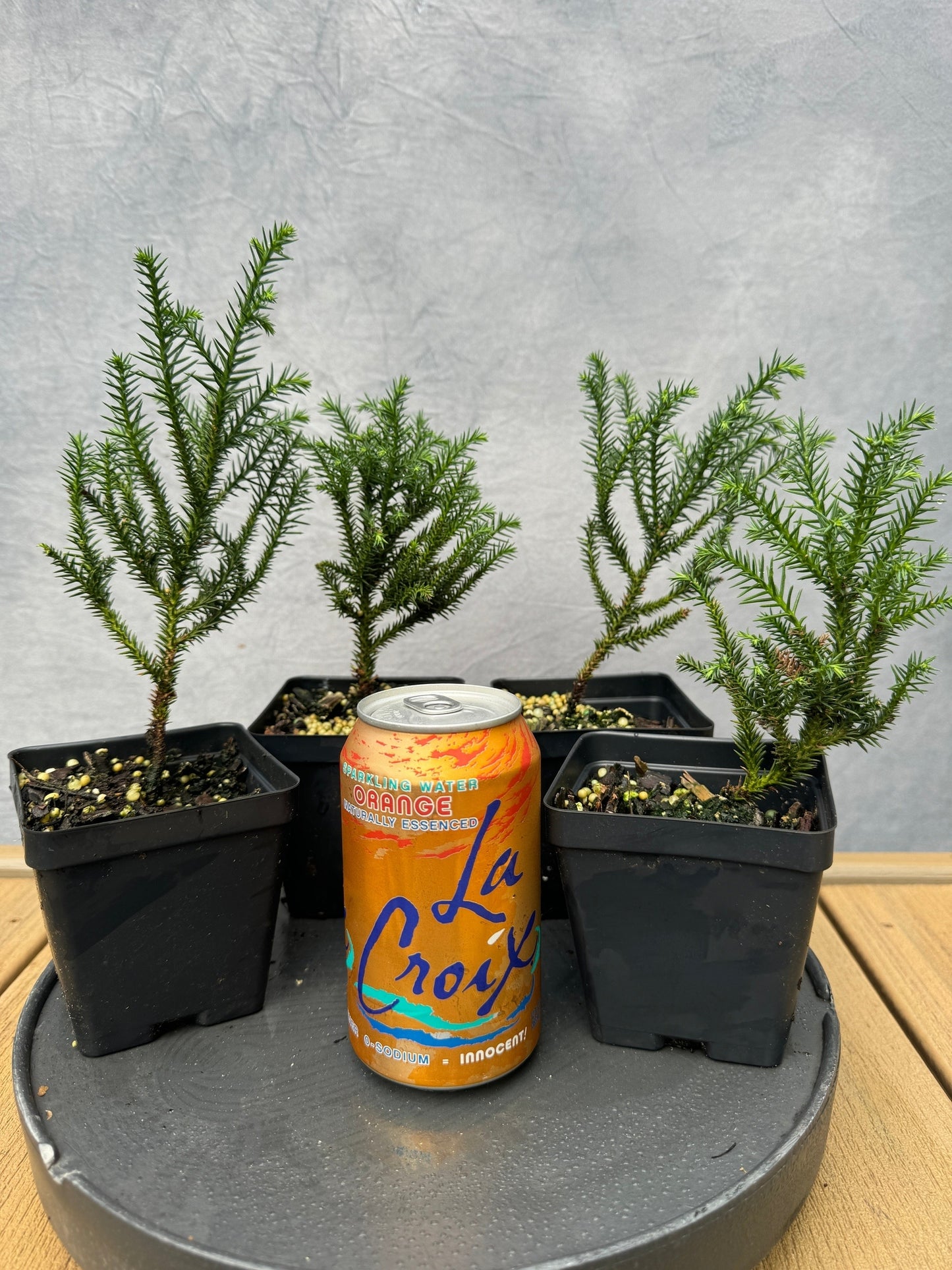 Cryptomeria 'Hino'