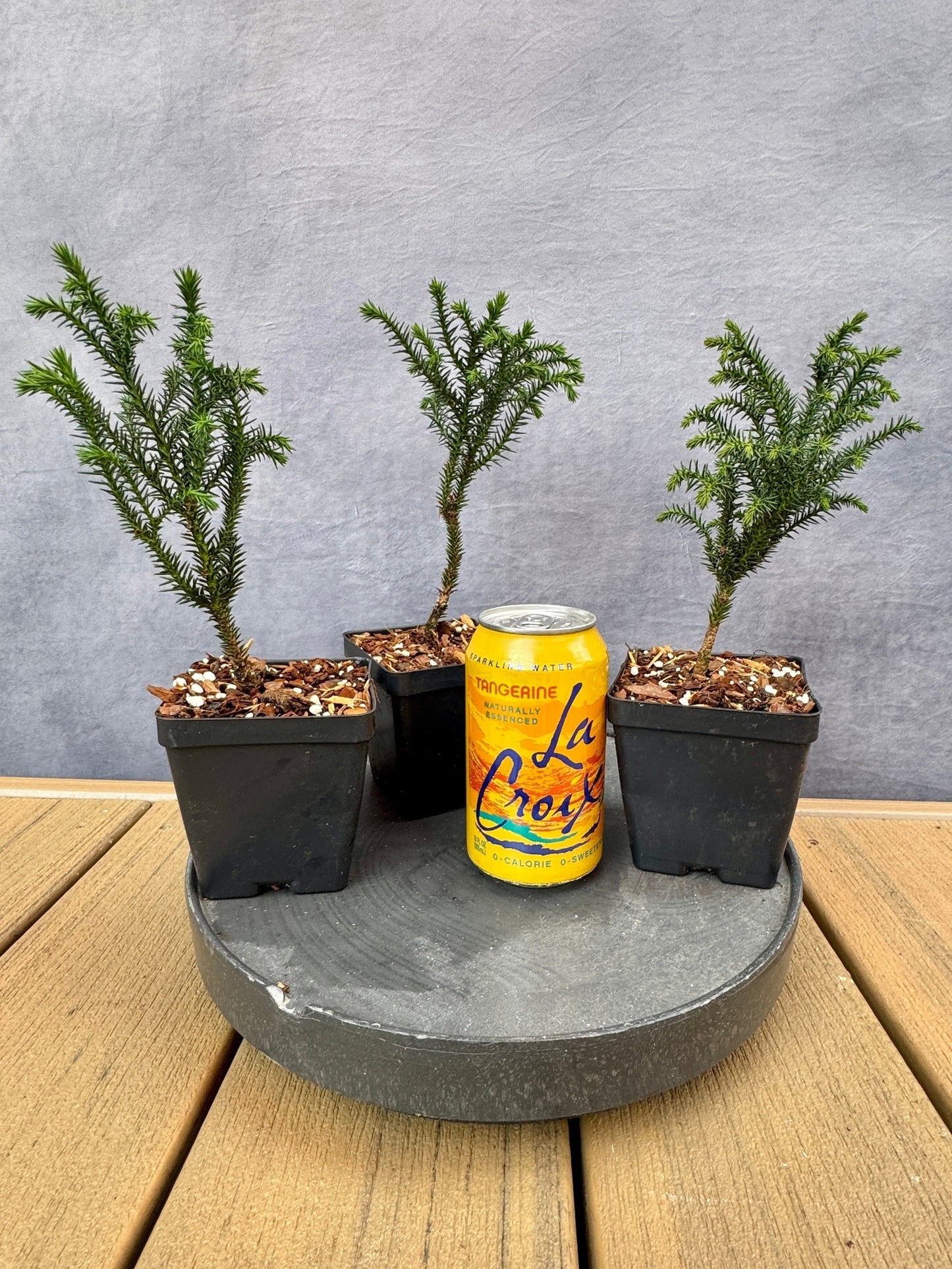 Cryptomeria 'Hino'