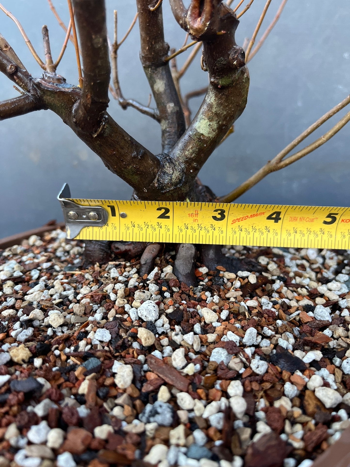 Red Maple #1