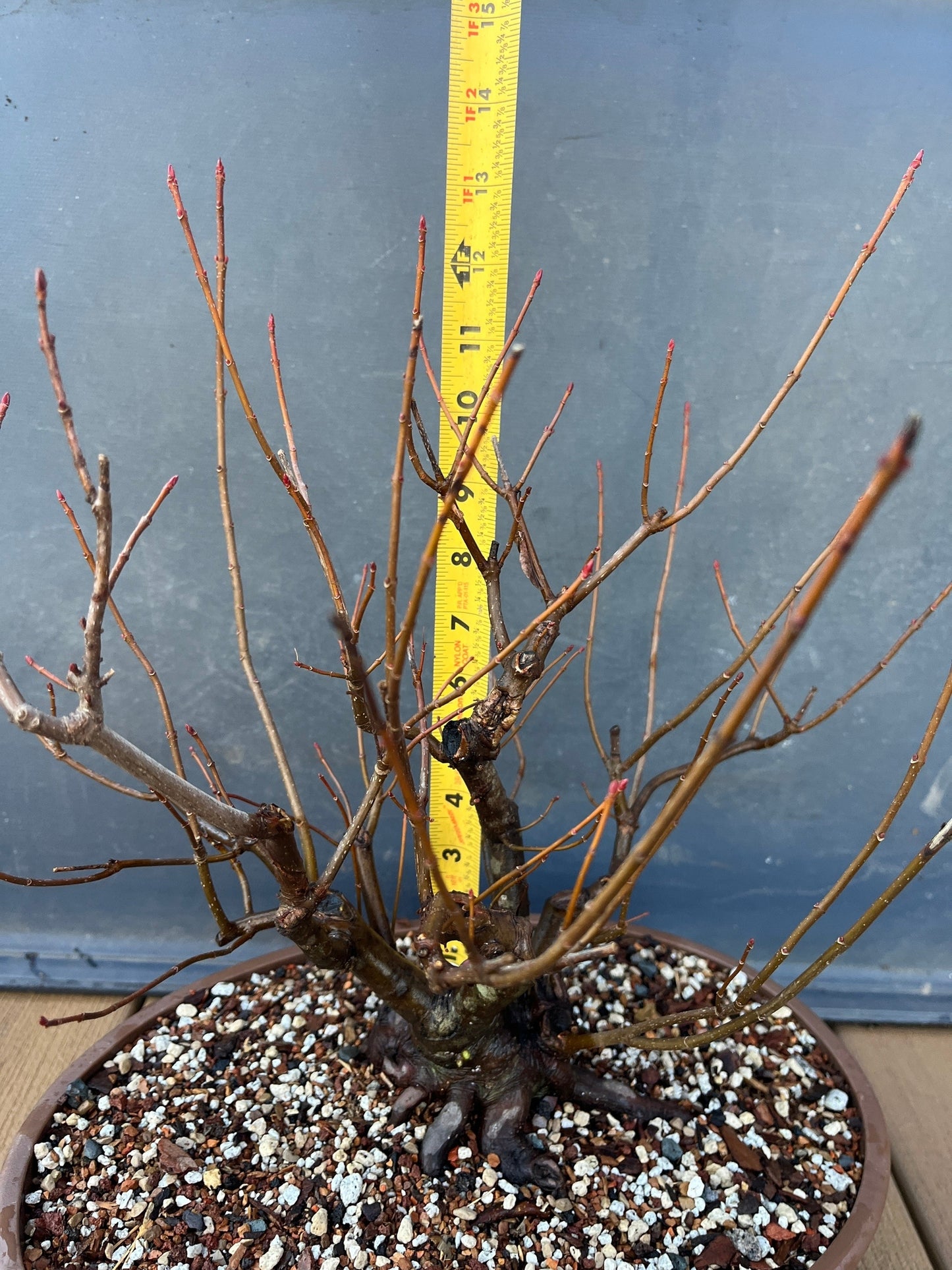 Red Maple #1