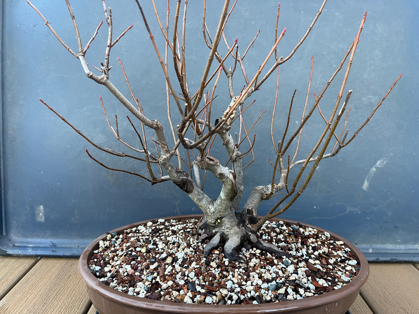 Red Maple #1