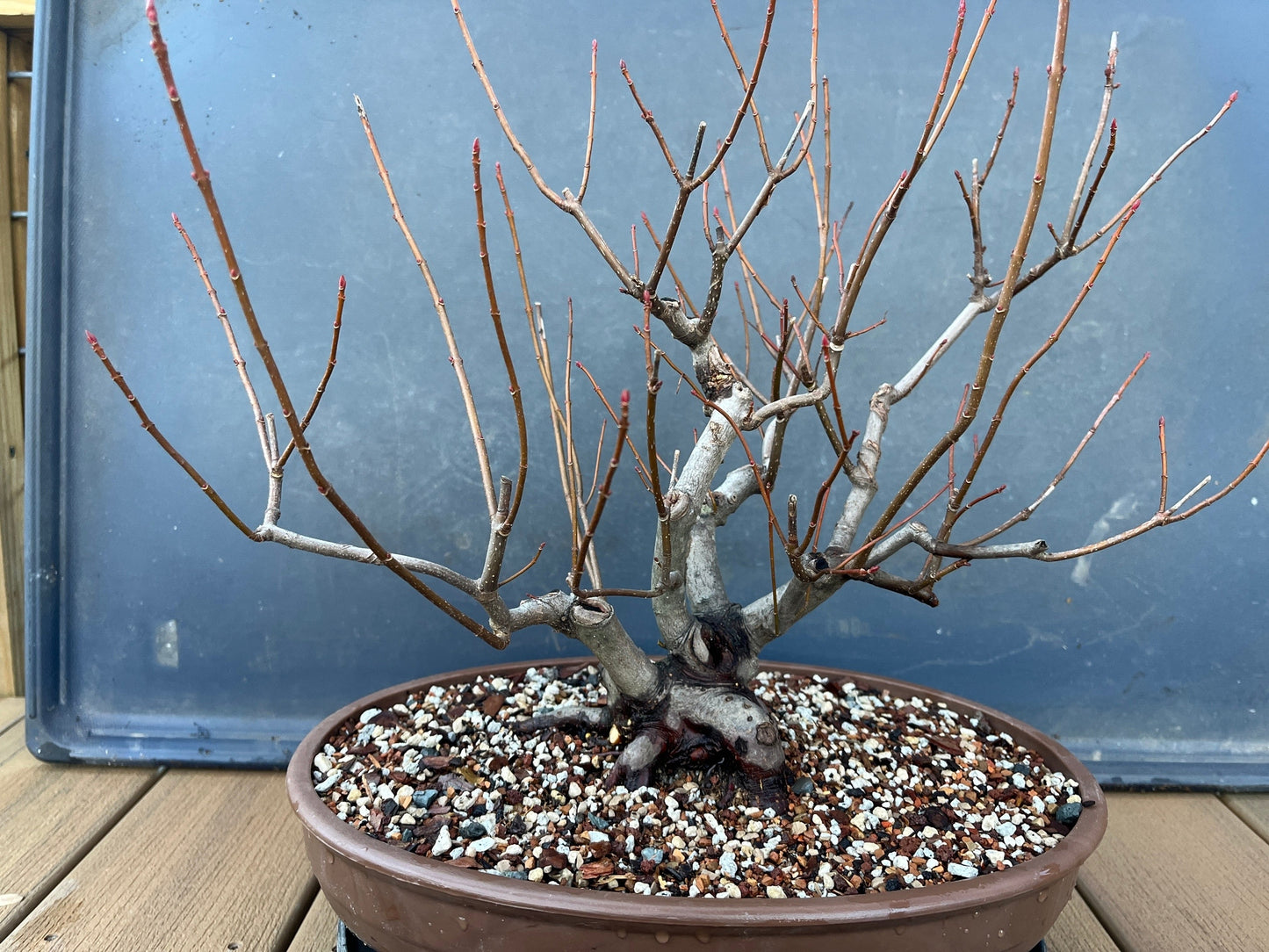 Red Maple #1