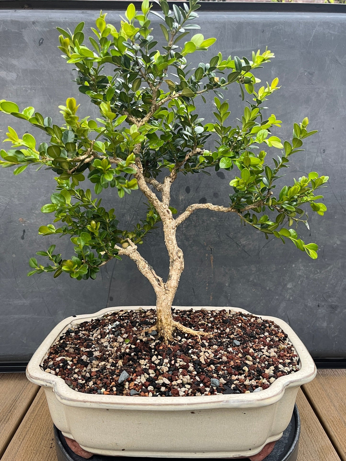 Chinese Boxwood #1